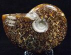 Cleoniceras Ammonite Fossil - Madagascar #16531-1